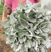 An armload of Dusty Miller New Look