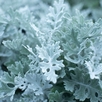 A close up of Dusty Miller Silver Dust