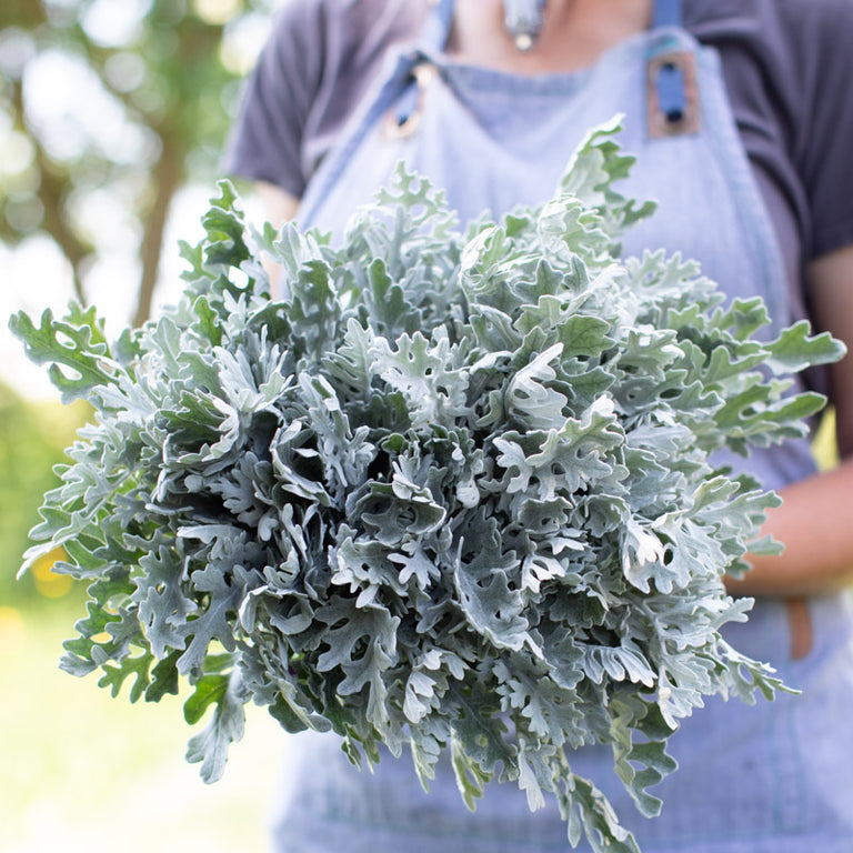dusty miller potted plant Dusty Miller Silver Dust – Floret Library