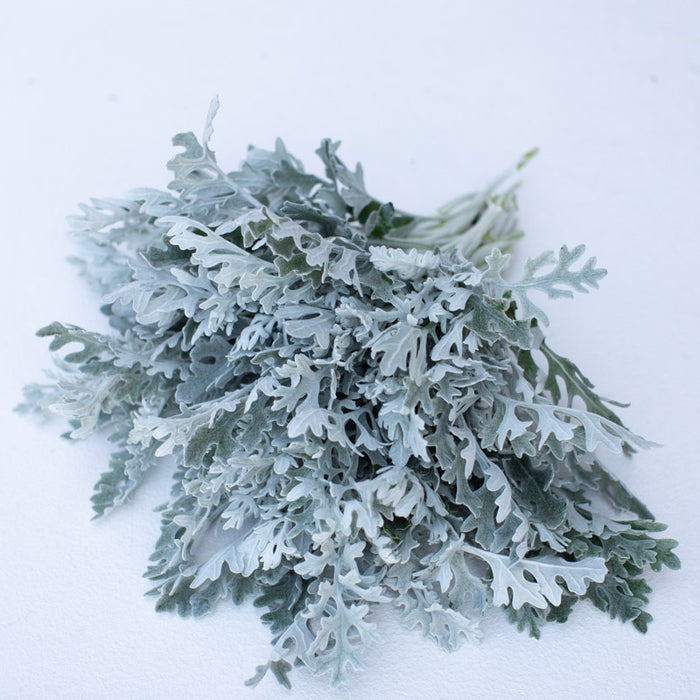 silver dust plant indoors Dusty Miller Silver Dust – Floret Library