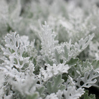 A close up of Dusty Miller Silver Dust