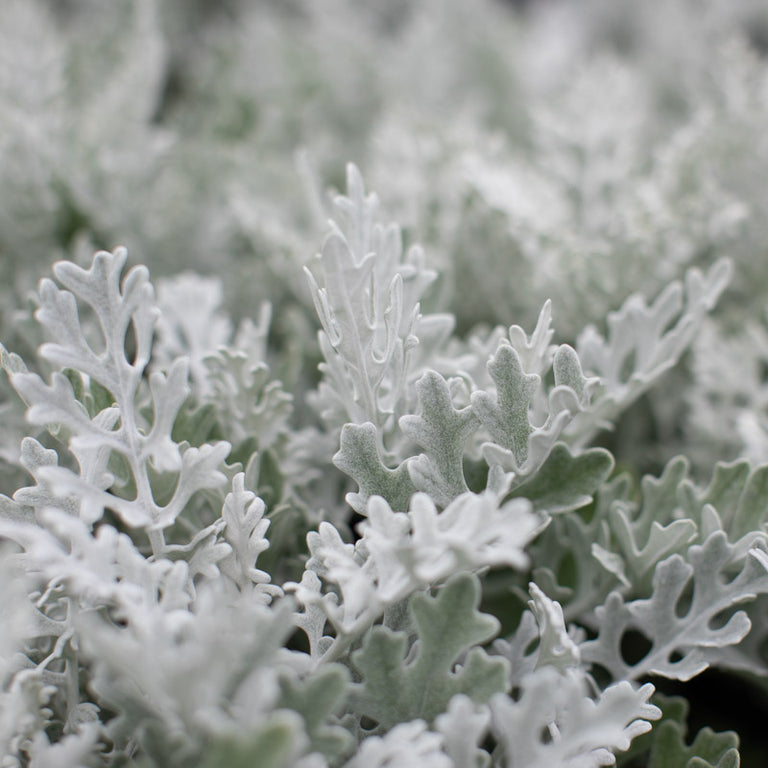 silver dust plant indoor or outdoor Dusty Miller Silver Dust – Floret Library