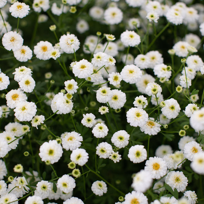 Feverfew Roots Feverfew Photo Feverfew Tanacetum Parthenium Observation.org