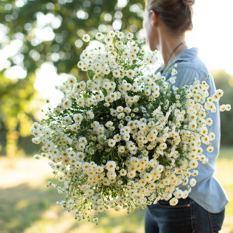 feverfew plant seeds Feverfew Tetra White – Floret Library