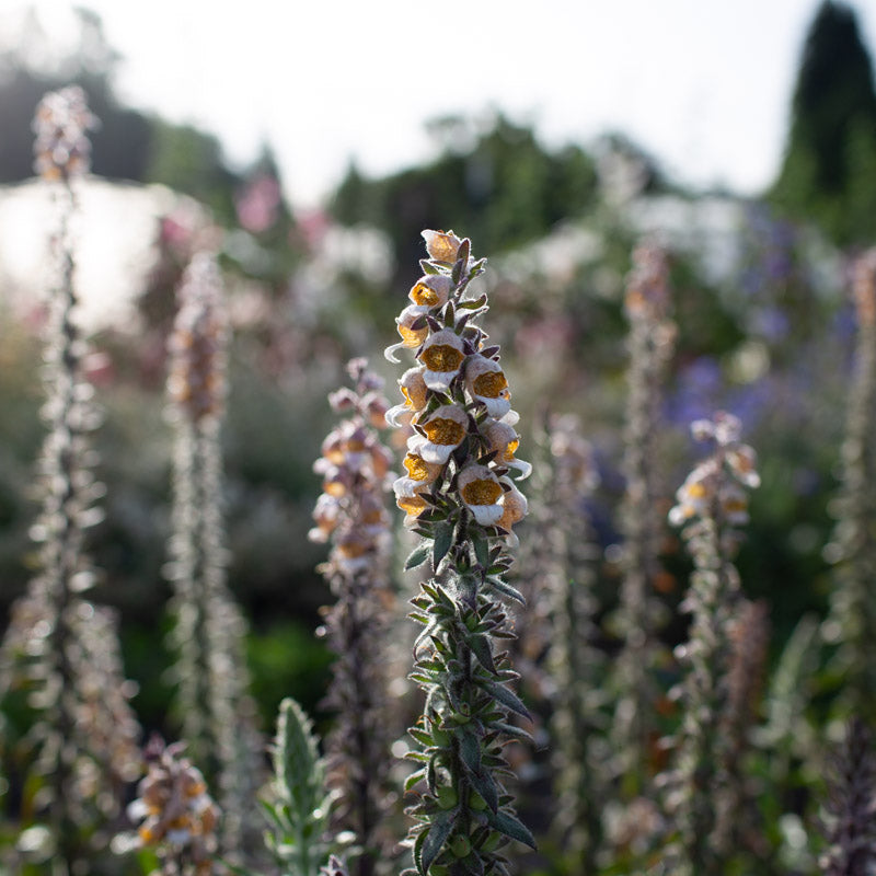 Foxglove Café Crème – Floret Library