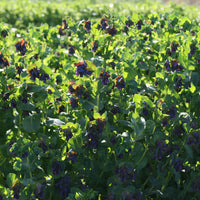 Honeywort Pride of Gibraltar growing in the field