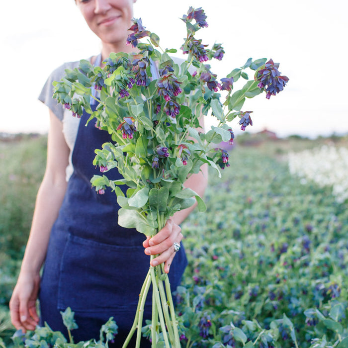 london pride plant seeds Honeywort Pride of Gibraltar – Floret Library