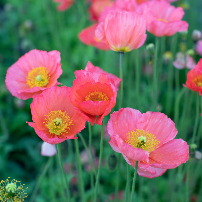 A close up of Iceland Poppy Champagne Bubbles Pink