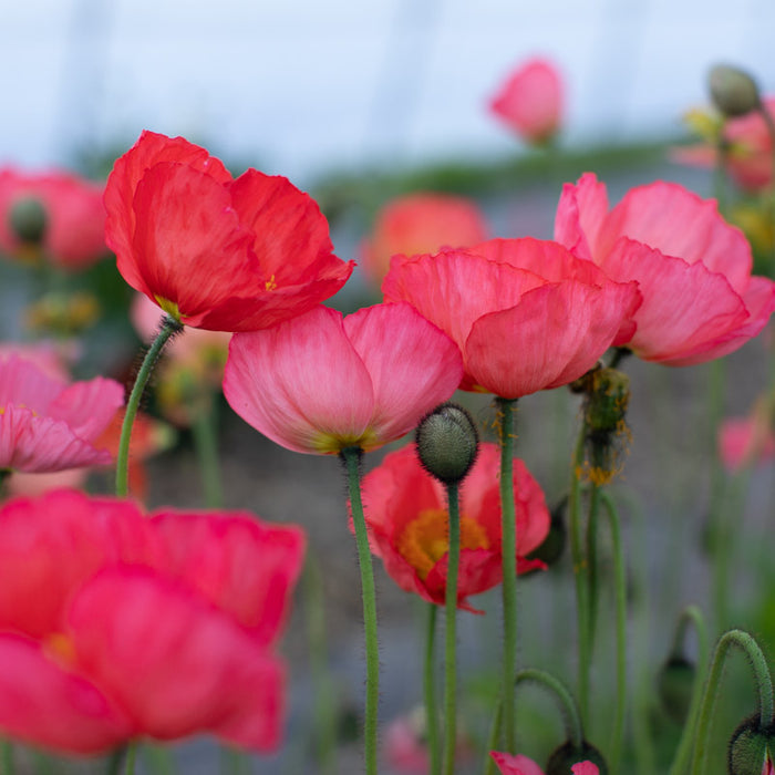 A close up of Iceland Poppy Champagne Bubbles Pink