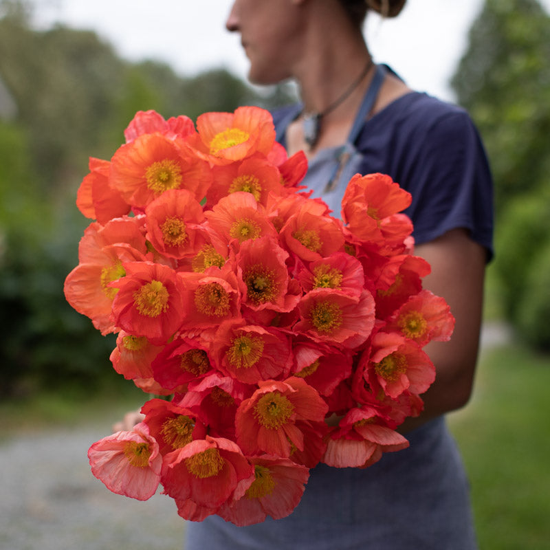 Iceland Poppy Champagne Bubbles Pink – Floret Library