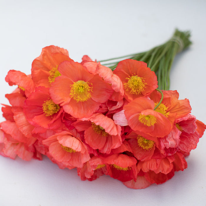 A bunch of Iceland Poppy Champagne Bubbles Pink