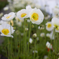 A close up of Iceland Poppy Champagne Bubbles White