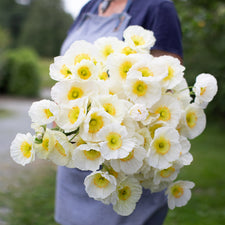 An armload of Iceland Poppy Champagne Bubbles White