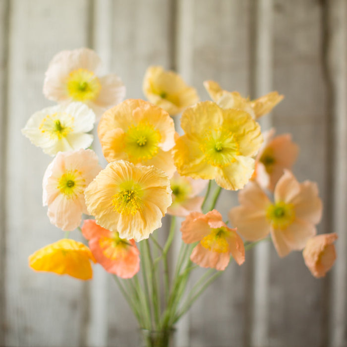 A bouquet of Iceland Poppy Pastel Meadows
