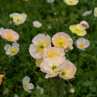 A close up of Iceland Poppy Pastel Meadows