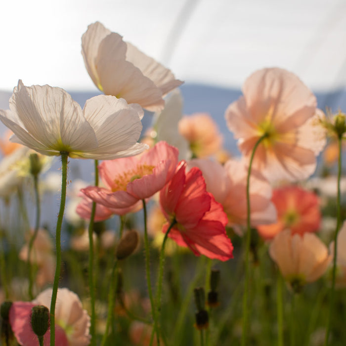 A close up of Iceland Poppy Pastel Meadows