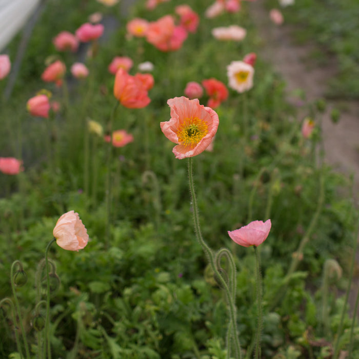 planting icelandic poppy seeds Iceland Poppy Colibri Sherbet Mix – Floret Library
