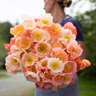 An armload of Iceland Poppy Sherbet Mix