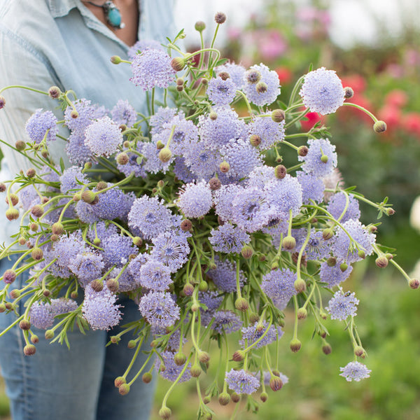 lacy lavender blue didiscus seed Lace Flower Lacy Blue – Floret Library