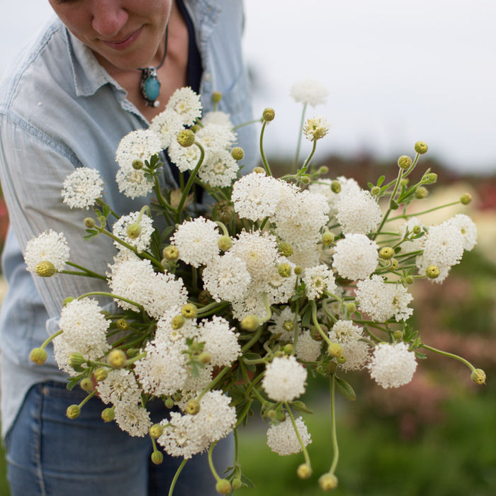 white lace flower seeds Lace Flower Lacy White – Floret Library