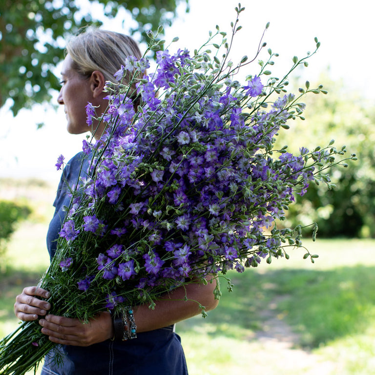 planting larkspur from seed Larkspur Frosted Skies – Floret Library