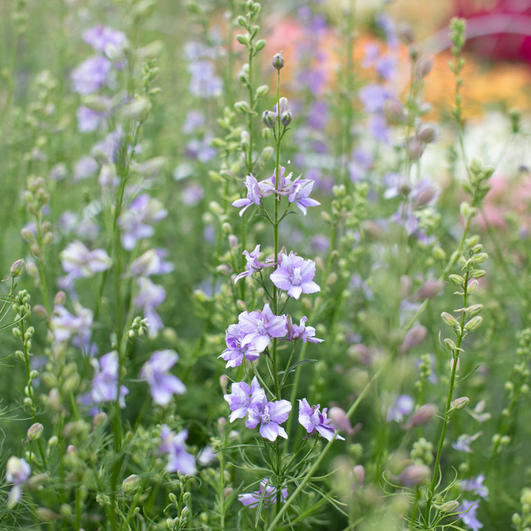 blue bell succulent Larkspur Giant Imperial Blue Bell – Floret Library