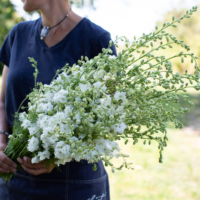 An armload of Larkspur Giant Imperial White King