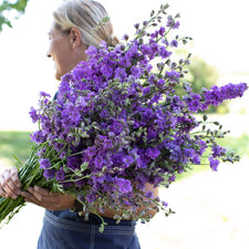An armload of Larkspur Imperial Lilac Spire