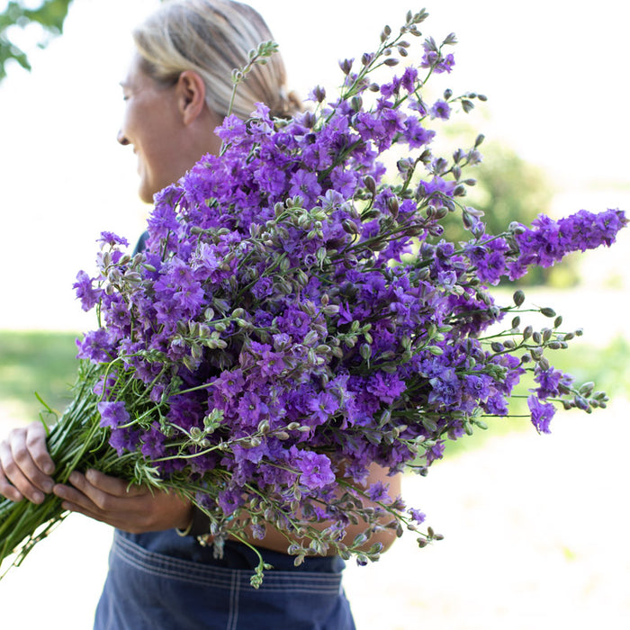 An armload of Larkspur Imperial Lilac Spire
