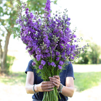 A handful of Larkspur Imperial Lilac Spire