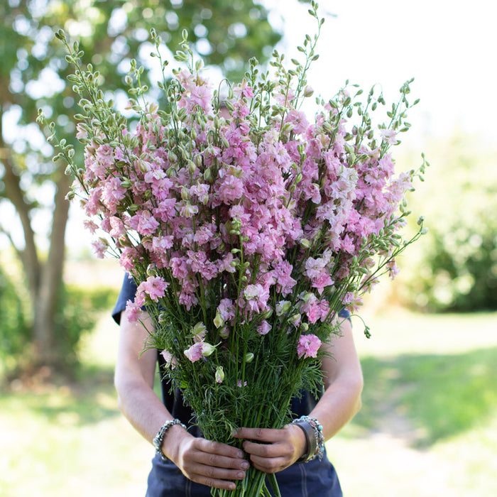 A handful of Larkspur Pink Perfection
