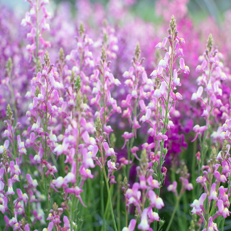 lavender lights plant Linaria Northern Lights Mix – Floret Library