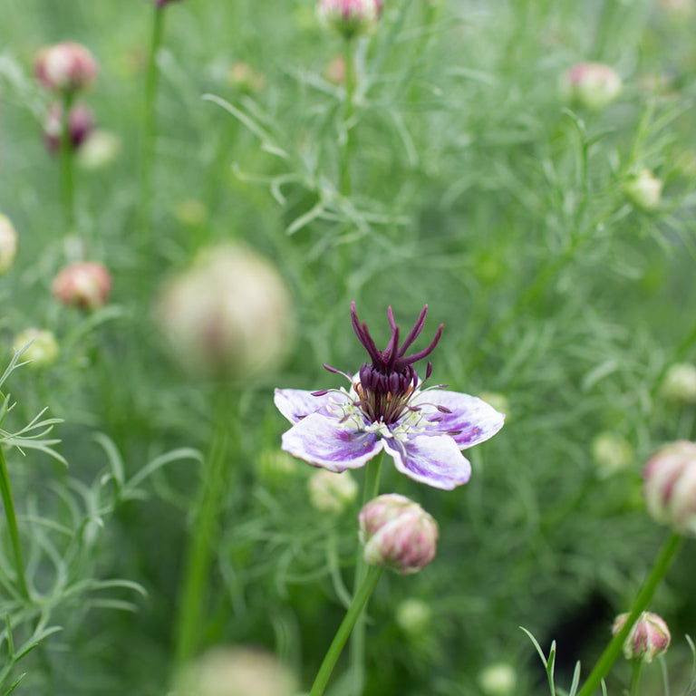 Love-in-a-mist Delft Blue – Floret Library