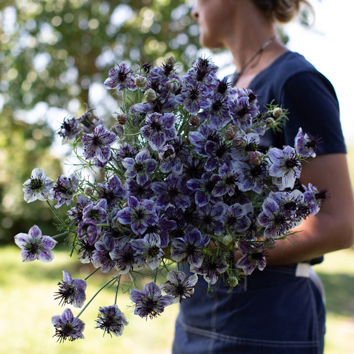 love in mist flower seeds Love-in-a-mist Delft Blue – Floret Library