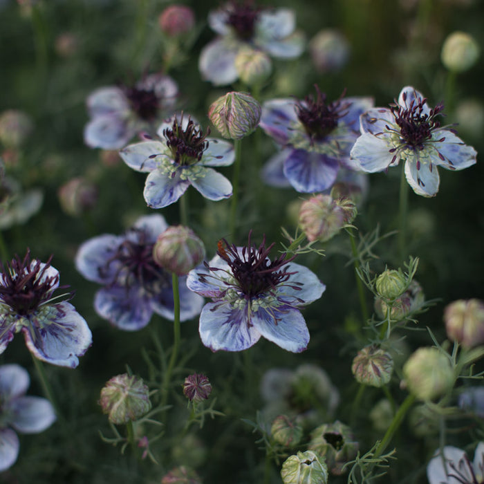 love in a mist seeds planting Love-in-a-mist Delft Blue – Floret Library
