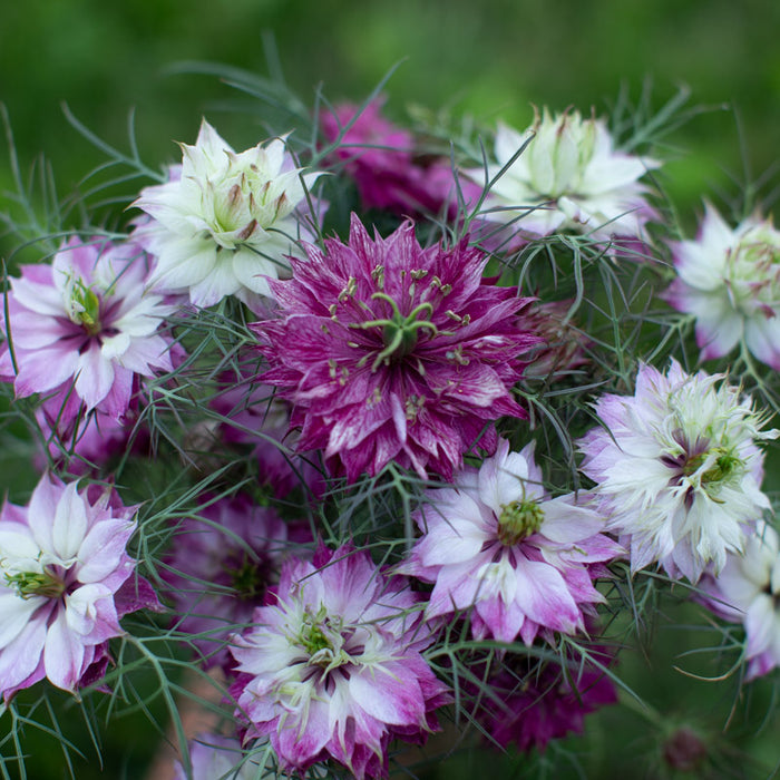 love in mist flower seeds Love-in-a-mist Miss Jekyll Rose – Floret Library
