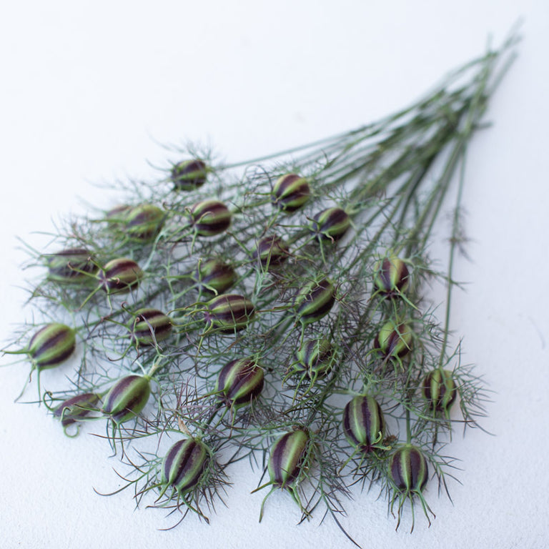 love in rose seeds Love-in-a-mist Miss Jekyll Rose – Floret Library