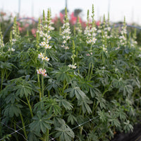 Lupine Javelin White growing in the field