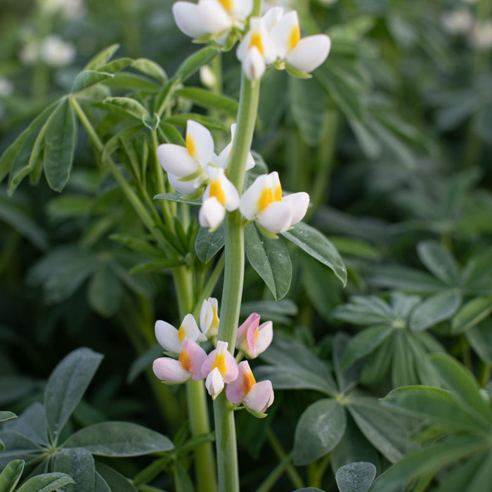 A close up of Lupine Javelin White