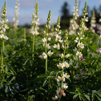 Lupine Javelin White growing in the field