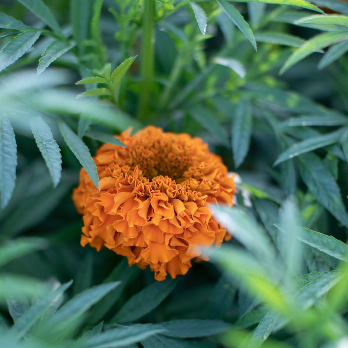 giant marigolds seeds Marigold Giant Orange – Floret Library