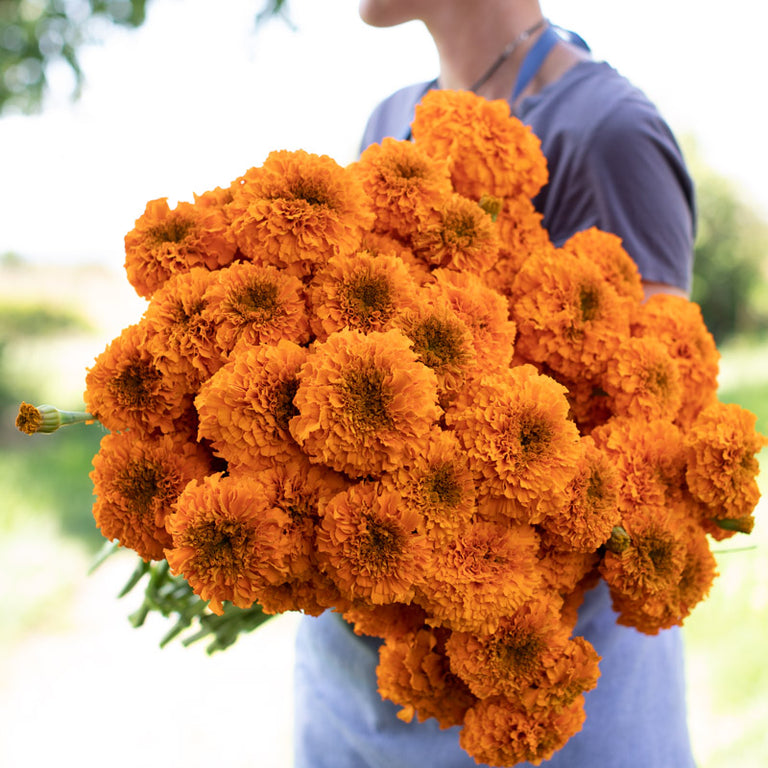 giant marigolds seeds Marigold Giant Orange – Floret Library