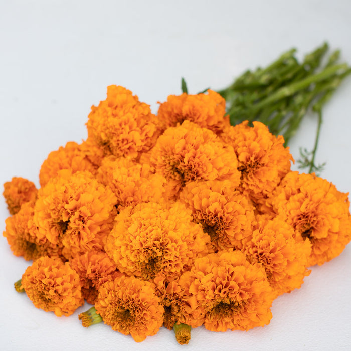 giant marigold seed Marigold Giant Orange – Floret Library