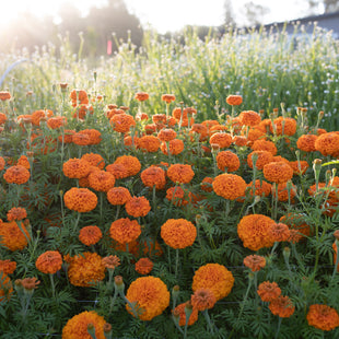 Marigold Giant Orange growing in the field