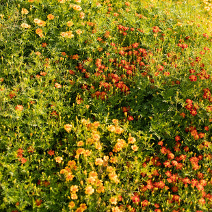 Marigold Starfire Mix growing in the field
