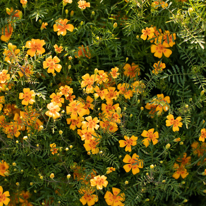 marigold starfire mix seeds Marigold Starfire Mix – Floret Library