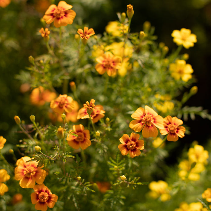marigold starfire mix seeds Marigold Starfire Mix – Floret Library