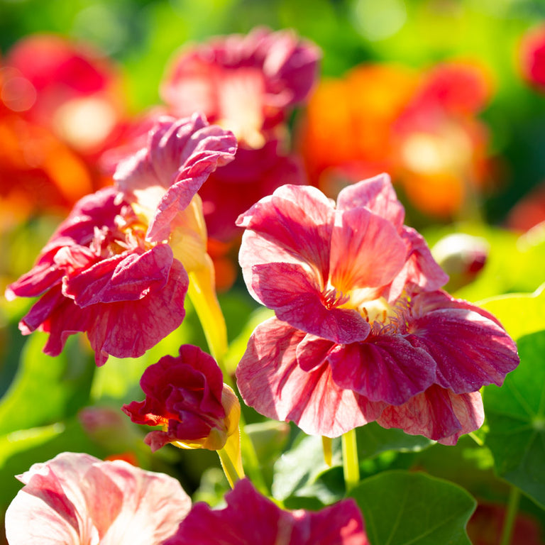 cherry rose jewel nasturtium seeds Nasturtium Cherry Rose Jewel – Floret Library