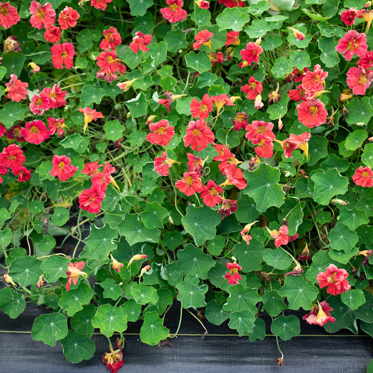 nasturtium cherry rose seeds Nasturtium Cherry Rose Jewel – Floret Library