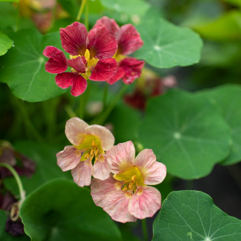 the emperor and the flower seeds Nasturtium Purple Emperor – Floret Library